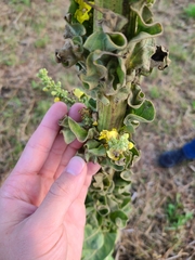 Verbascum speciosum