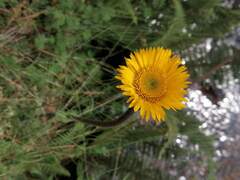 Osbertia stolonifera