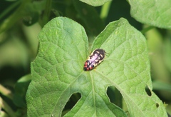Acmaeodera disjuncta