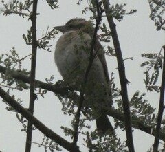 Gymnoris superciliaris