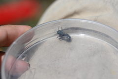 Osmia