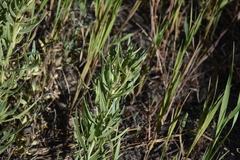 Lithospermum ruderale