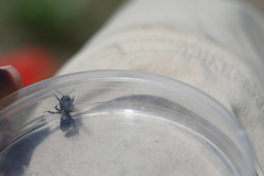 Osmia