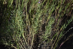 Lithospermum ruderale