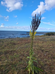 Verbascum speciosum
