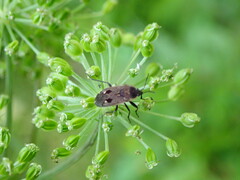 Graptopeltus lynceus