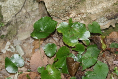 Galax urceolata