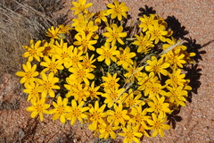 Gazania lichtensteinii