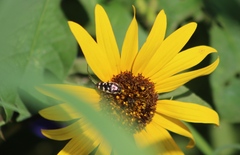 Acmaeodera disjuncta
