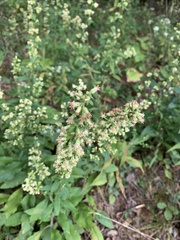 Solidago bicolor