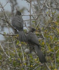 Corythaixoides concolor
