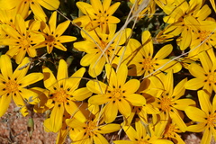 Gazania lichtensteinii