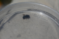 Osmia