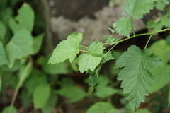 Physocarpus opulifolius