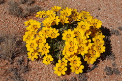 Gazania lichtensteinii