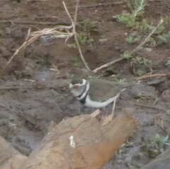 Charadrius tricollaris