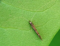 Leptocerus americanus