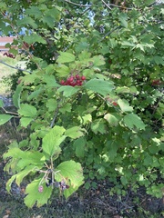 Viburnum opulus