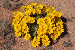 Gazania lichtensteinii