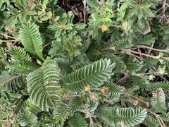 Argentina tugitakensis