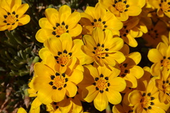 Gazania lichtensteinii