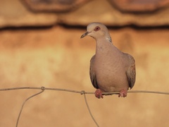 Streptopelia turtur