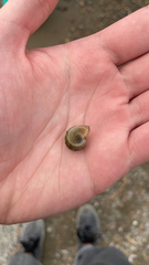 Planorbella trivolvis