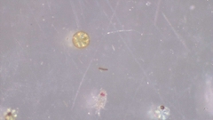 Coscinodiscophycidae