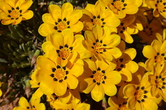 Gazania lichtensteinii