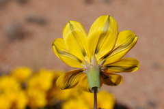 Gazania lichtensteinii
