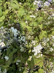 Eupatorieae