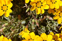 Gazania lichtensteinii