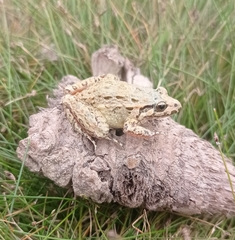 Discoglossus galganoi