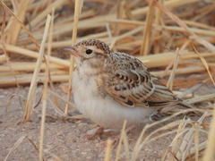 Calandrella brachydactyla