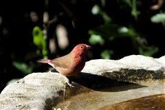 Lagonosticta senegala rendalli