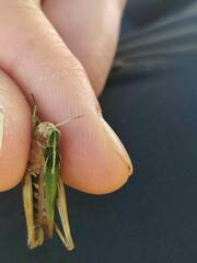 Omocestus viridulus