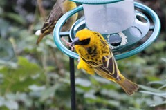 Ploceus cucullatus spilonotus