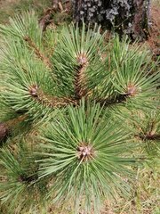 Pinus hartwegii