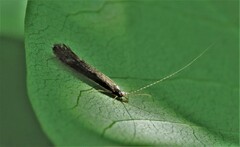 Leptocerus americanus