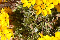 Gazania lichtensteinii