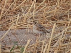Calandrella brachydactyla