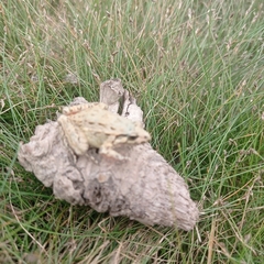 Discoglossus galganoi