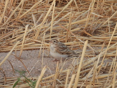 Calandrella brachydactyla