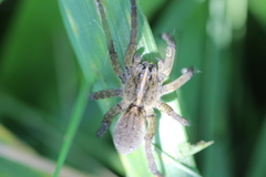 Tigrosa helluo