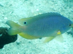 Pomacentrus amboinensis