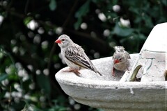 Quelea quelea lathamii