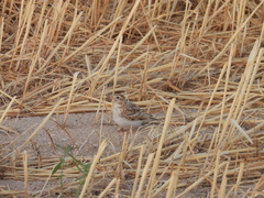 Calandrella brachydactyla