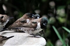 Spermestes cucullata