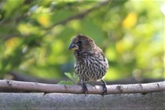 Amblyospiza albifrons