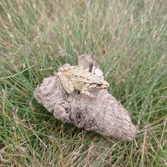Discoglossus galganoi